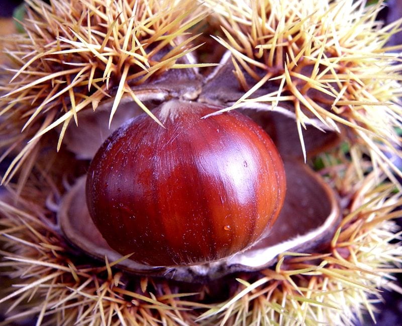 chestnuts