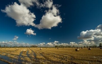 Rice: excellence and Italian treasure