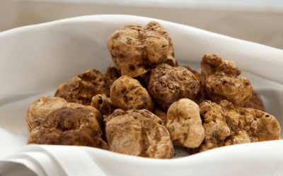 Alba White Truffle Fair