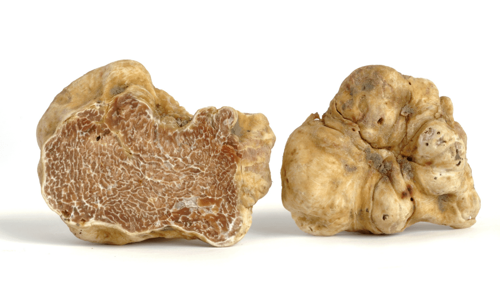 White Truffle